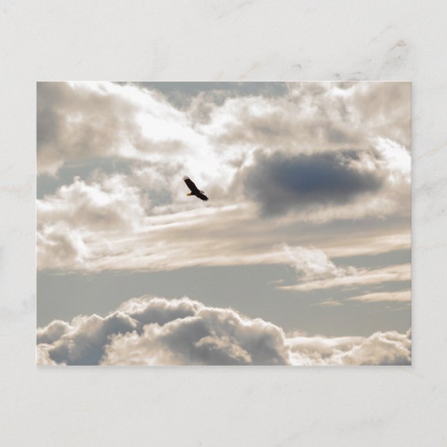 Soaring Bald Eagle Postkarte (Vorderseite)
