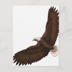 Soaring Bald Eagle Postkarte