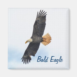 Soaring Bald Eagle Wildife Foto Art Magnet