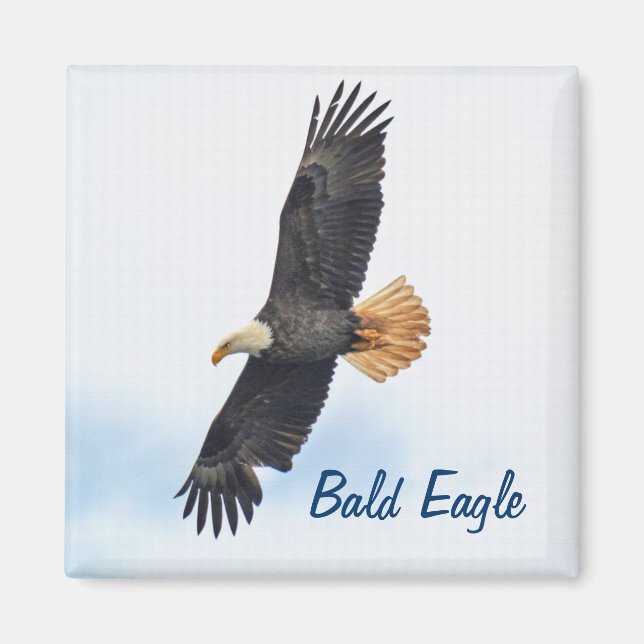 Soaring Bald Eagle Wildife Foto Art Magnet (Vorne)