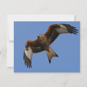 Soaring Red Kite