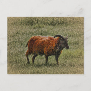 Soay Sheep Postkarte