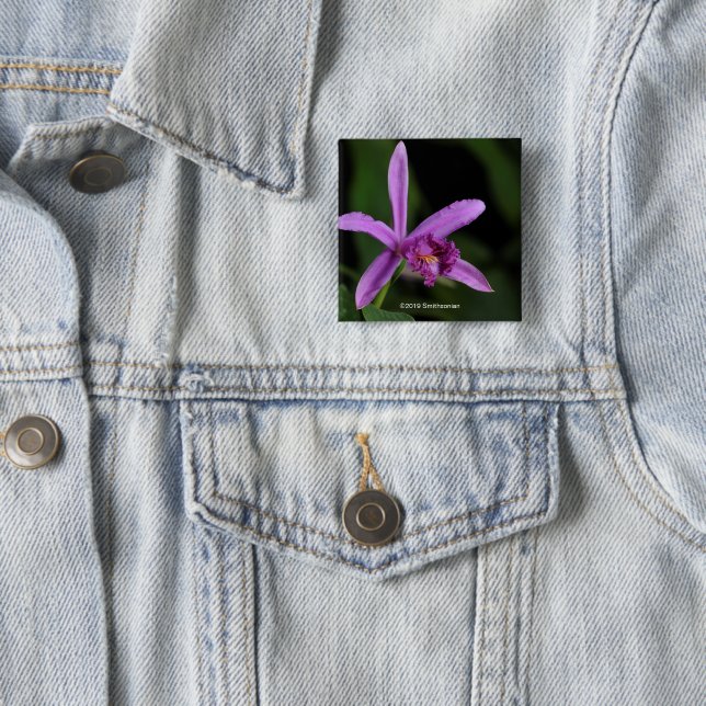 Sobralia Bouchei Button (Beispiel)