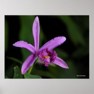Sobralia Bouchei Poster