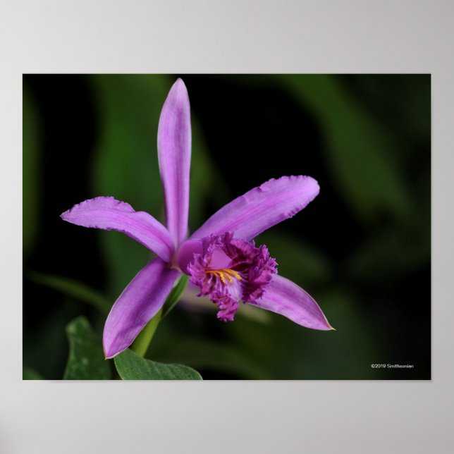 Sobralia Bouchei Poster (Vorne)