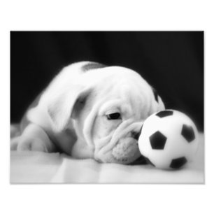 "Soccer Ball Nose" English Bulldog Puppy Fotodruck