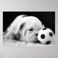 "Soccer Ball Nose" English Bulldog Puppy