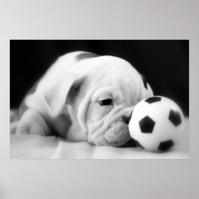"Soccer Ball Nose" English Bulldog Puppy Poster (Vorne)