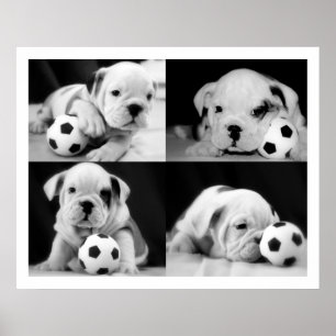 "Soccer Puppies" English Bulldog Collage Poster