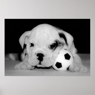 "Soccer Puppy" English Bulldog Poster