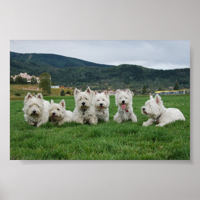 Soccer Westies Poster (Vorne)