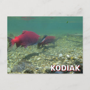 Sockeye Lachs in Kodiak, Alaska Postkarte