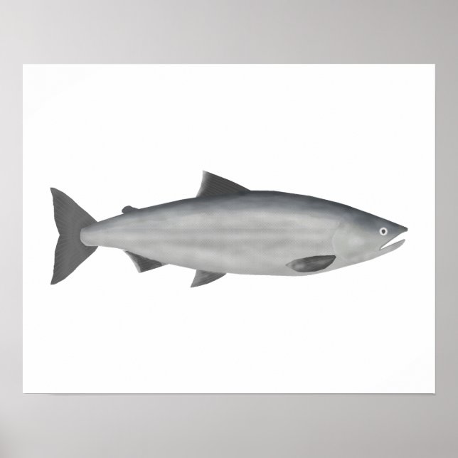 Sockeye Lachs - Phase des Ozeans Poster (Vorne)