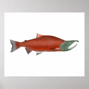 Sockeye Lachs - Phase Poster