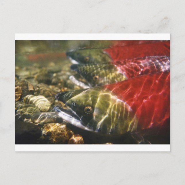 Sockeye Lachs Postkarte (Vorderseite)