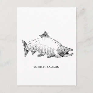 Sockeye Salmon Line Art Postkarte