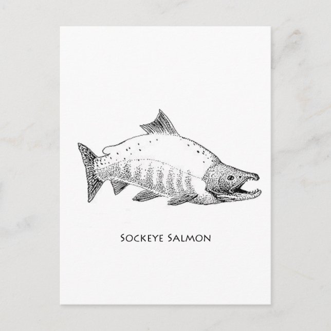 Sockeye Salmon Line Art Postkarte (Vorderseite)