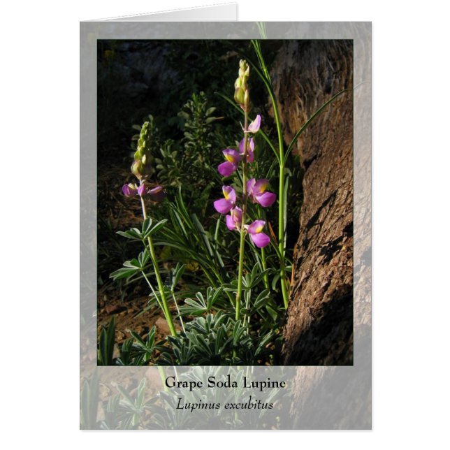 Soda Lupine - Nationale Notecard (Vorne)