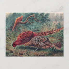 Soemmerings Fasan von Joseph Wolf Postkarte