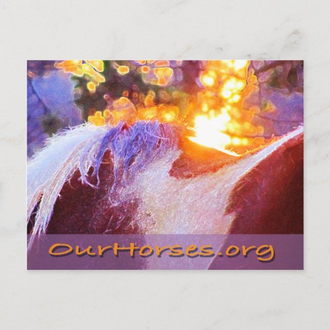 Sofi-Rückseite Postkarte (Vorderseite)