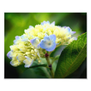 Soft Blue Hydrangea Blume Petals 8x10 Fotodruck