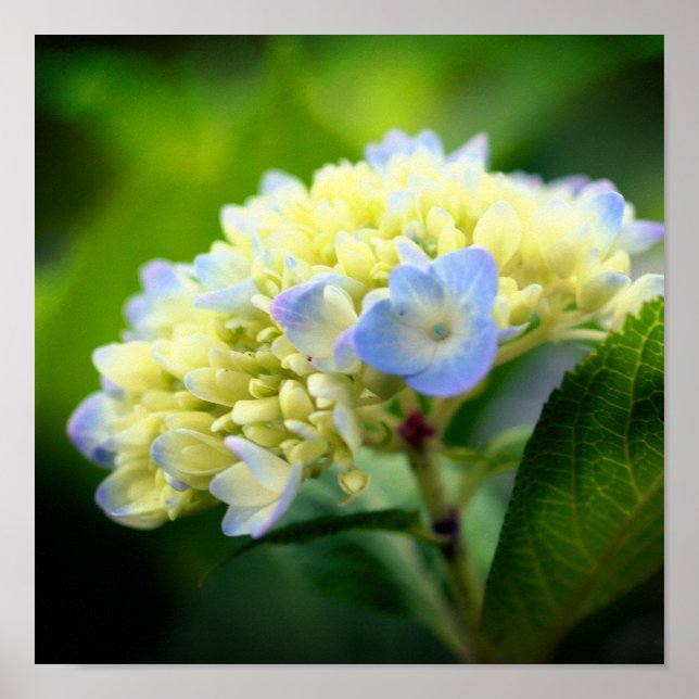 Soft Blue Hydrangea Blume Petals Poster (Vorne)