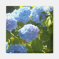 Soft Blue Hydrangea