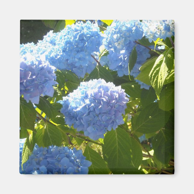 Soft Blue Hydrangea Magnet (Vorne)