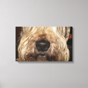 soft coated wheaton terrier.png leinwanddruck