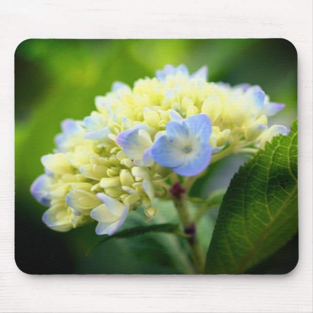 Soft Hydrangea-Blume Mousepad (Vorne)