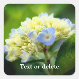 Soft Hydrangea Blume Personalisiert Quadratischer Aufkleber