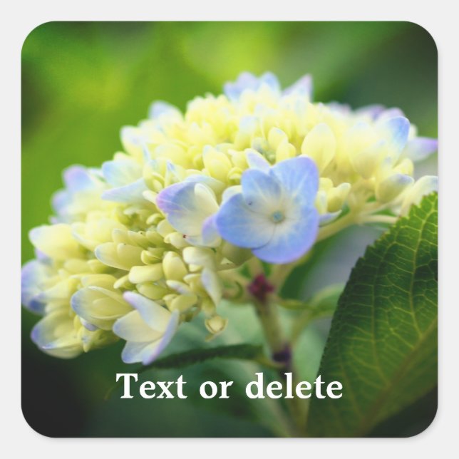Soft Hydrangea Blume Personalisiert Quadratischer Aufkleber (Vorderseite)