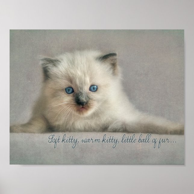 Soft kitty, Ragdoll kitten Poster (Vorne)