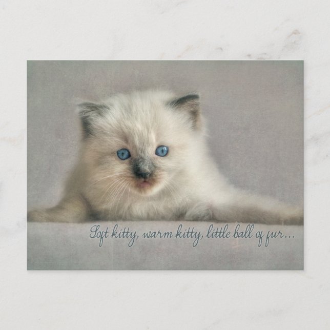 Soft kitty, ragdoll Postkarte (Vorderseite)