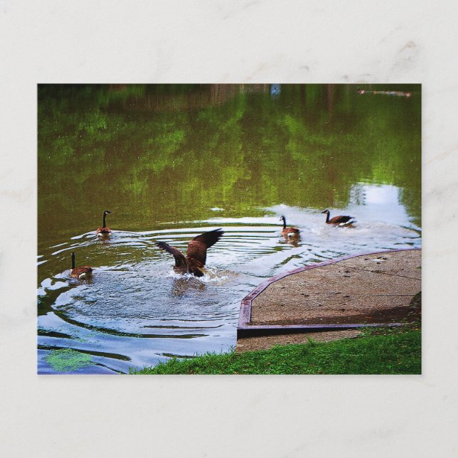 Soft Landing Postcard Postkarte (Vorderseite)