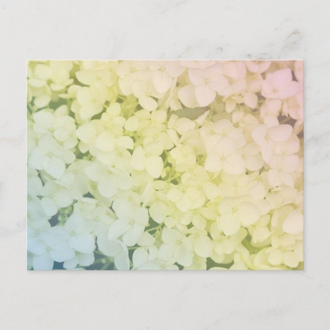  Soft Pastel Rainbow Hydrangea Postkarte (Vorderseite)