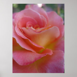 Soft Peach (1) Poster