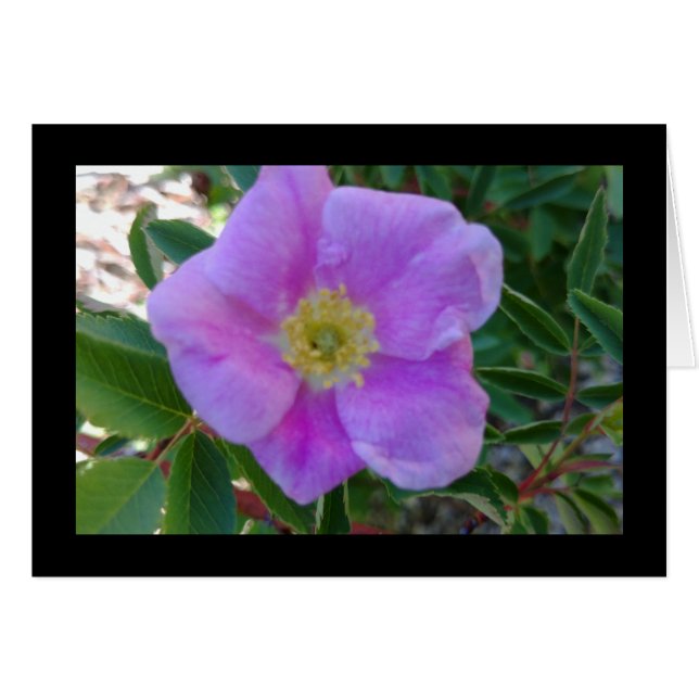 Soft Pink Bloom - Lieder 8:14 Grußkarte (Vorderseite (Horizontal))