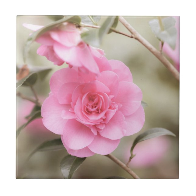 Soft Pink Camellia-Blume Fliese (Vorderseite)