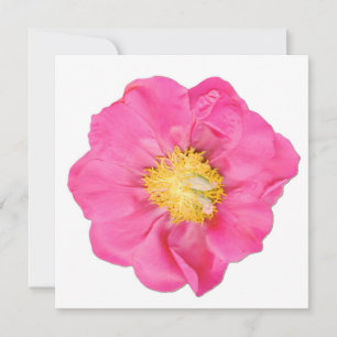 Soft Pink Pfingstrosen-Blumen Botanische Kunstkart Einladung