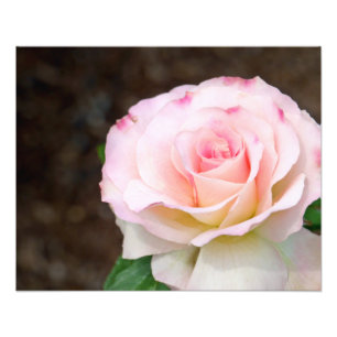Soft Rose Fotodruck