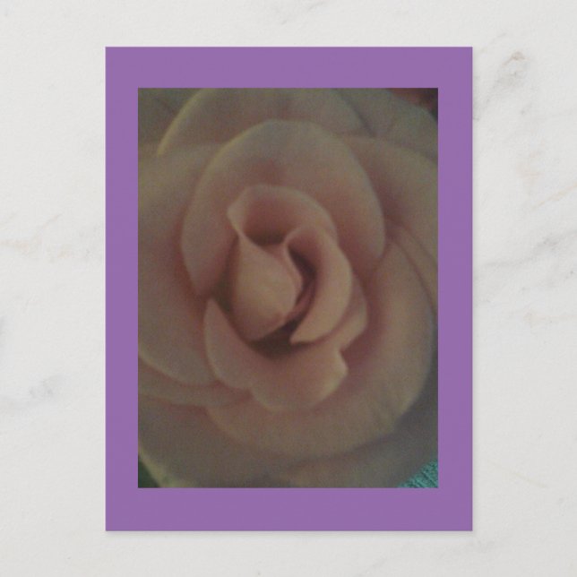 Soft Rose Postkarte (Vorderseite)