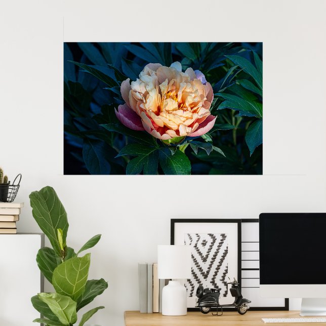 Soft Splendor: Peach Peony Fotografy Poster (Heimbüro)