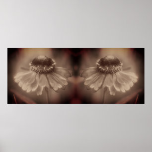 Soft Zinnia Daisy Blume Sepia Vintag Abstrakt Poster