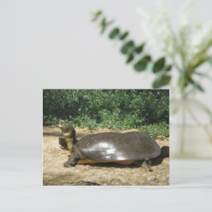 Softshell Turtle Postkarte