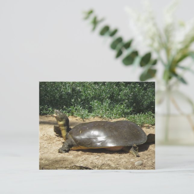Softshell Turtle Postkarte (Stehend Vorderseite)