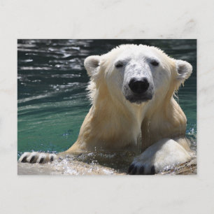 Soggy Polar Bear Postkarte