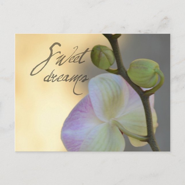 Sogni D'oro (süße Träume) Orchid Postkarte (Vorderseite)