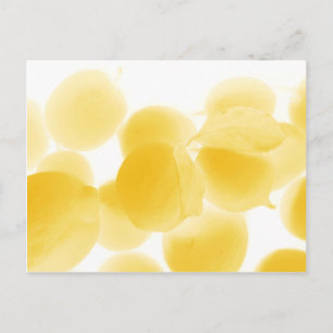 Sogno di limone postkarte