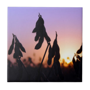 Sojabohnen bei Sonnenuntergang Fliese